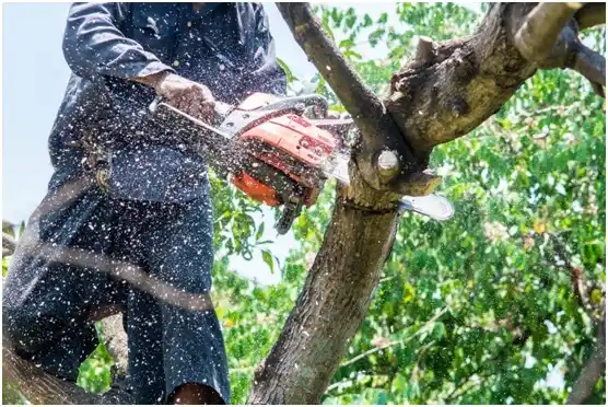 tree services Prairie du Chien